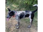 Adopt Minnie Pearl a Australian Cattle Dog / Blue Heeler