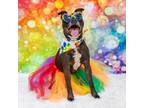 Adopt Hope a Pit Bull Terrier