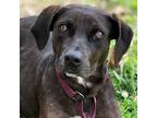 Adopt Flower a Retriever, Hound