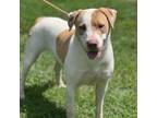 Adopt Evey a Mixed Breed