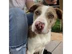 Adopt April a Australian Shepherd, Border Collie