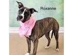 Adopt Roxanne a Boxer