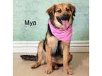 Adopt Mya a Australian Shepherd