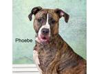Adopt Phoebe a Pit Bull Terrier