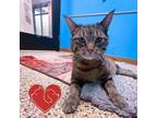 Adopt Tendi a Domestic Short Hair