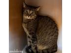 Adopt Pisces a Domestic Short Hair