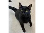 Adopt CoCo a Domestic Short Hair