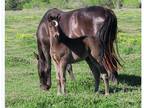 Black 2024 Andalusian Colt