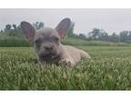 French Bulldog Puppy for sale in Fort Wayne, IN, USA