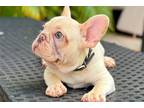 French Bulldog Puppy for sale in Fort Lauderdale, FL, USA