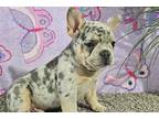 French Bulldog Puppy for sale in South Bend, IN, USA