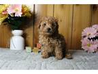 Mutt Puppy for sale in Battle Creek, MI, USA