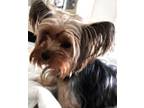 Adopt Rue a Yorkshire Terrier