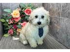 Coton de Tulear Puppy for sale in Fort Wayne, IN, USA