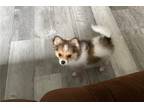 Pomeranian Puppy for sale in Rochester, MN, USA