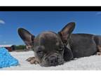 French Bulldog Puppy for sale in Fort Wayne, IN, USA