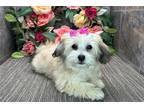 Coton de Tulear Puppy for sale in Fort Wayne, IN, USA