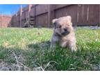 Pomeranian Puppy for sale in Rochester, MN, USA