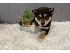 Shiba Inu Puppy for sale in Springfield, MO, USA