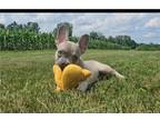 French Bulldog Puppy for sale in Fort Wayne, IN, USA