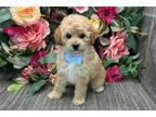Mutt Puppy for sale in Fort Wayne, IN, USA