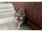 Pomeranian Puppy for sale in Rochester, MN, USA