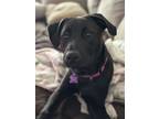 Adopt Marcia a Pit Bull Terrier