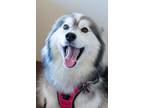 Adopt Aria a Pomeranian, Siberian Husky