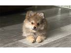 Pomeranian Puppy for sale in Rochester, MN, USA