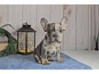 French Bulldog Puppy for sale in Fort Wayne, IN, USA