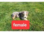 Adopt Aussie puppies a Australian Shepherd