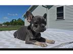 French Bulldog Puppy for sale in Fort Wayne, IN, USA