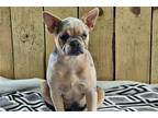 French Bulldog Puppy for sale in South Bend, IN, USA