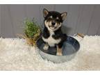 Shiba Inu Puppy for sale in Springfield, MO, USA