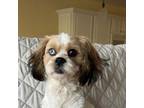 Adopt Chloe a Cavalier King Charles Spaniel, Bichon Frise