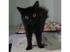 Adopt Beauty a Domestic Long Hair