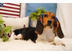 Beagle Puppy for sale in Springfield, MO, USA