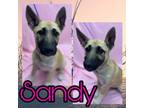 Adopt Sandy a German Shepherd Dog, Husky