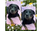 Adopt Daisy a Rottweiler