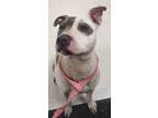 Adopt Caroline a Mixed Breed