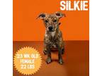 Adopt Silkie a Mountain Cur
