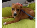 Adopt Ruby Rose a Mixed Breed