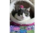 Adopt Daisy a Domestic Short Hair