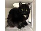 Adopt Zena a Domestic Long Hair