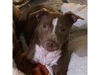 Adopt Valentina a Pit Bull Terrier