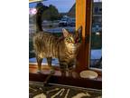 Adopt Alexandra a Tabby