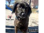 Adopt Bonnie - Adoption Pending a Labrador Retriever, Chow Chow