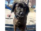 Adopt Bonnie a Labrador Retriever, Chow Chow