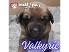 Adopt Avenger Litter: Valkyrie - Adoption Pending a Labrador Retriever
