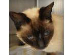 Adopt Tooth a Siamese